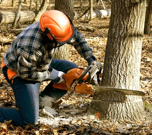 Tree Removal in Hyannis, NE